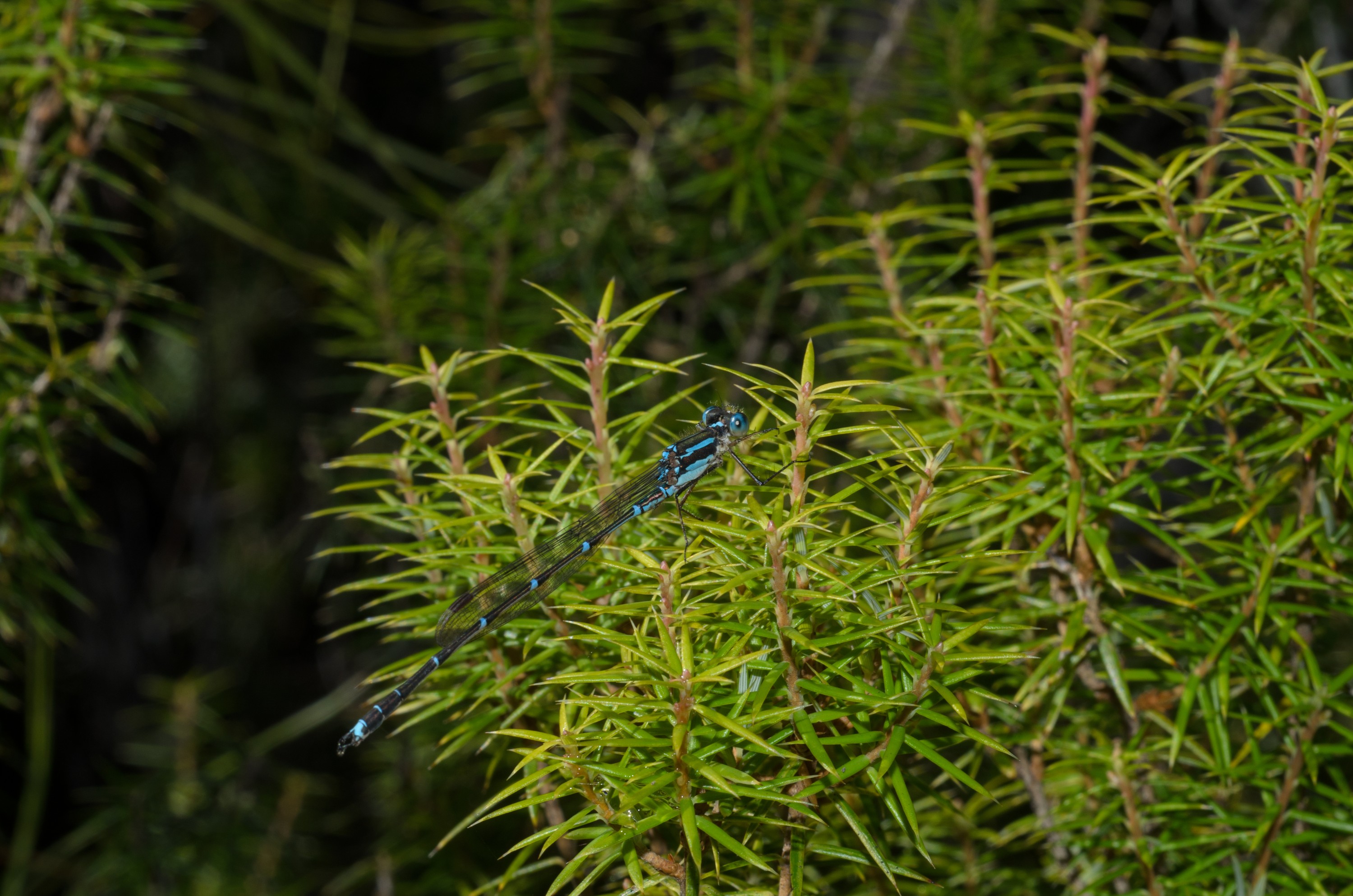 DSC_2253 – Adventure, Crispin, Damsel Fly, Freshwater, Freshwater Hut, Hut, Island, March 2017, Mason, Mason Bay, National Park, New, New Zealand, Rakiura, South, Stewart, Zealand, damselfly